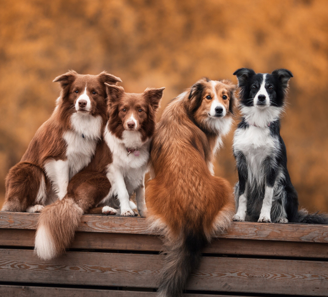 Welcome to Furry Buddy Co: Where Happy Pets and Modern Pet Parents Meet!