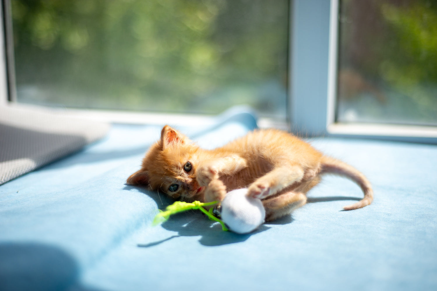 Cat Essentials