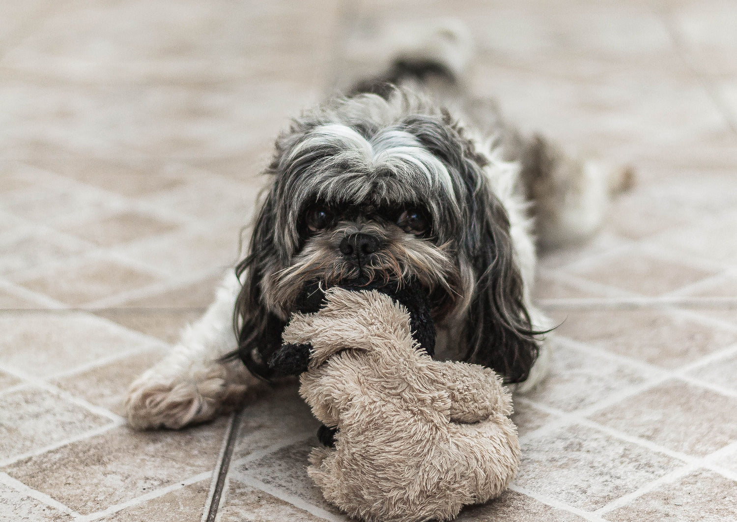 Dog Essentials